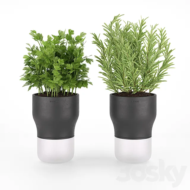 Parsley and rosemary for kitchen in pots EvaSolo 3DS Max Model