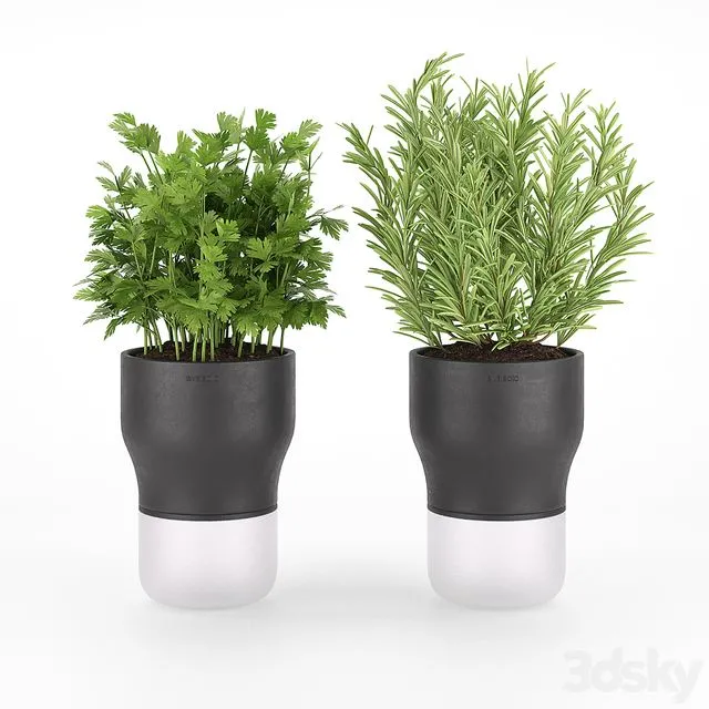 Parsley and rosemary for kitchen in pots EvaSolo 3dsMax Model