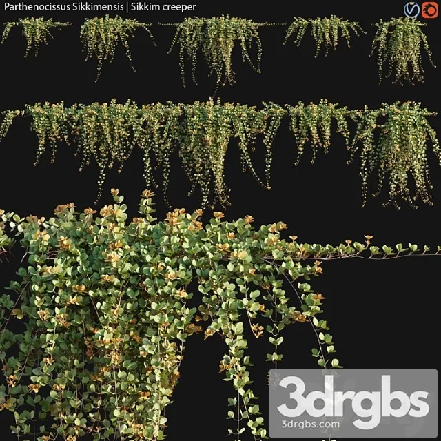 Parthenocissus Sikkimensis Sikkim Creeper 02 3dsmax Download