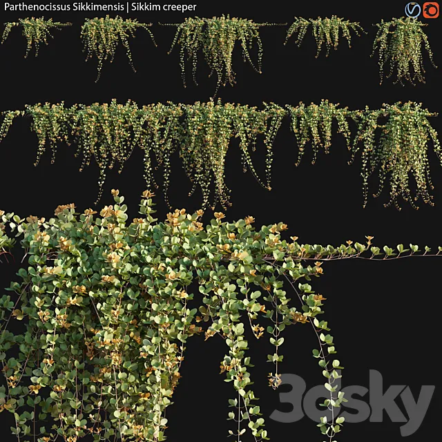 Parthenocissus Sikkimensis – Sikkim creeper – 02 3DSMax File