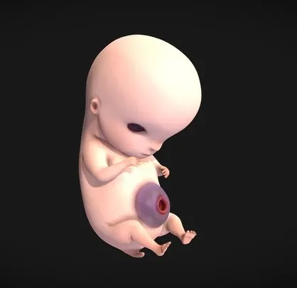 PBR Game 3D Models – 6 Weeks Human Embryonic (Baby Stages)