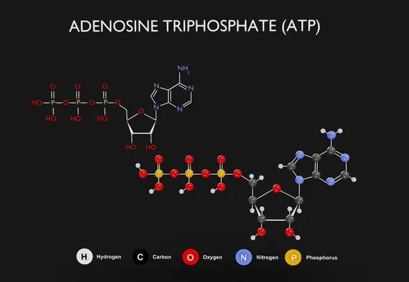 PBR Game 3D Models – Adenosine Triphosphate (ATP) Diagram