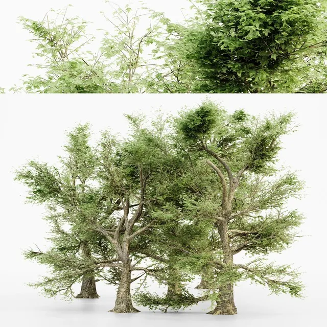 PBR Game 3D Models – American Sycamore tree collection