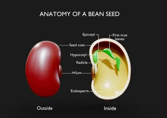 PBR Game 3D Models – Anatomy Of A Bean Seed