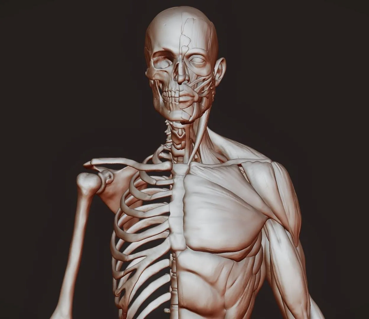 PBR Game 3D Models – Anatomy Study
