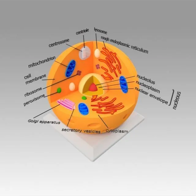 PBR Game 3D Models – Animal Cell