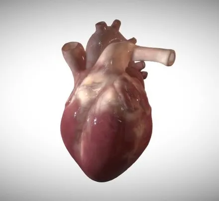 PBR Game 3D Models – Animated Fetus Heart Week Sixteen