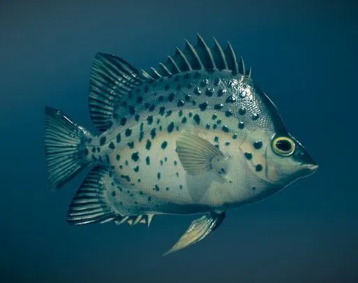 PBR Game 3D Models – Animated Fish (Chaetodon)