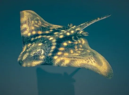 PBR Game 3D Models – Animated Ray