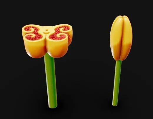 PBR Game 3D Models – Anther Cross Section Anatomy