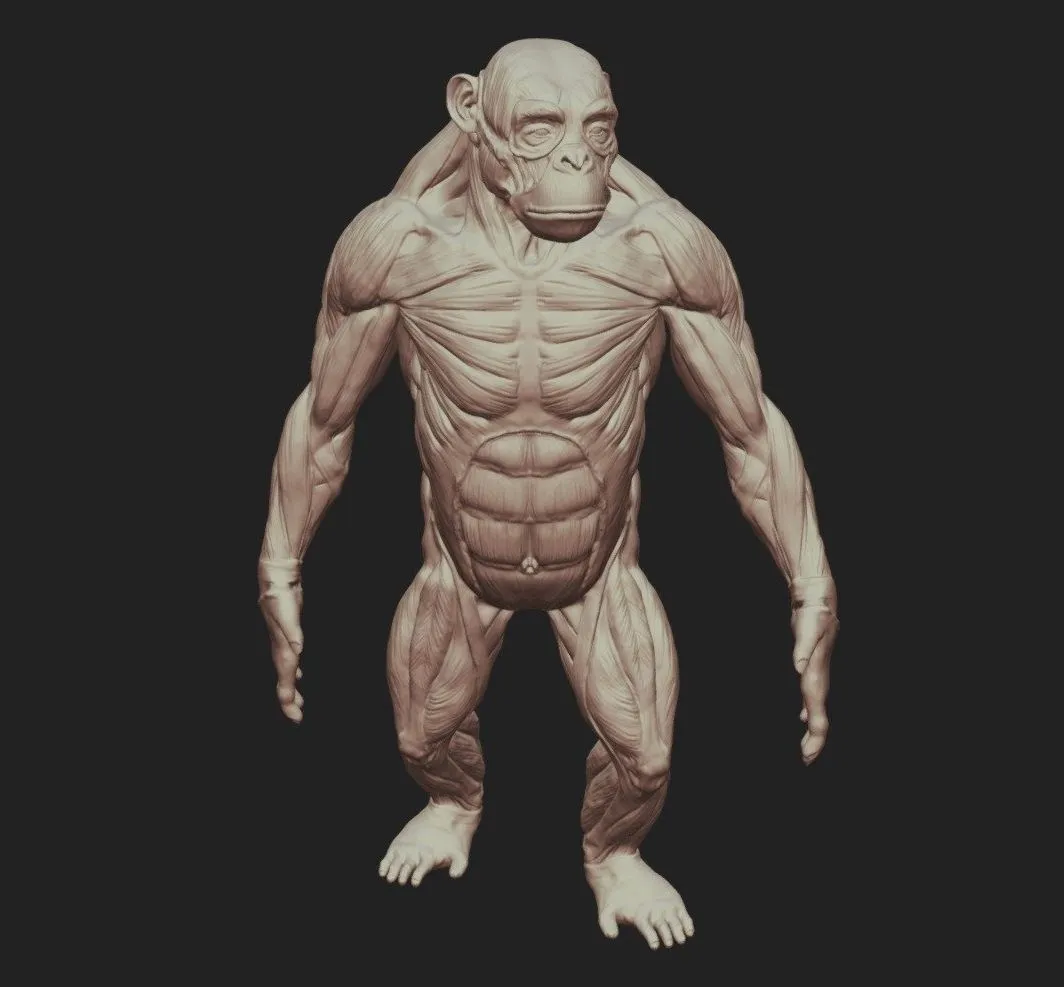 PBR Game 3D Models – Ape Anatomy