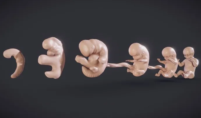 PBR Game 3D Models – Baby Stages (Fetal Development)