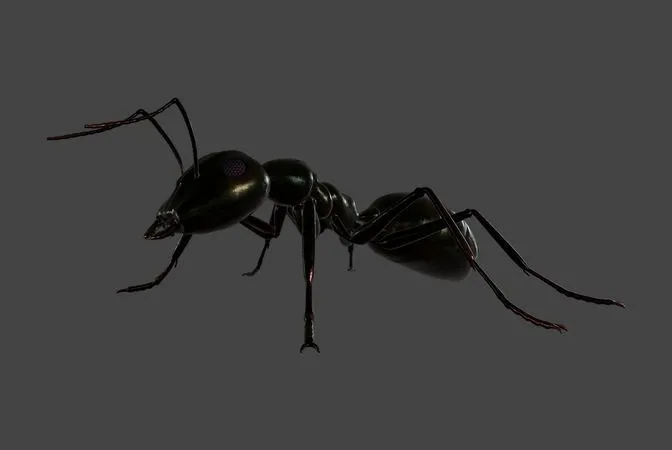 PBR Game 3D Models – Black Ant