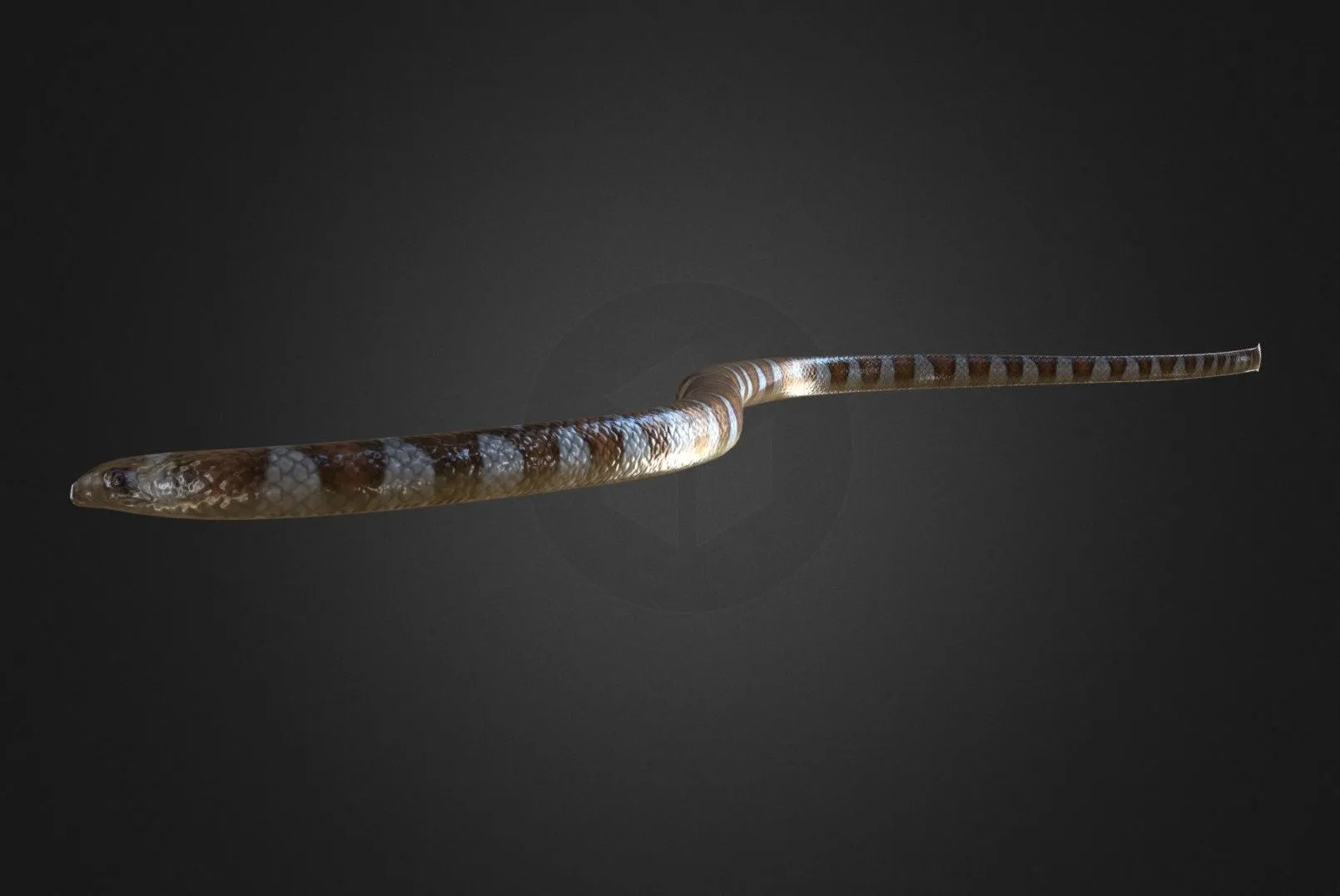 PBR Game 3D Models – Black Banded Sea Krait Rigged
