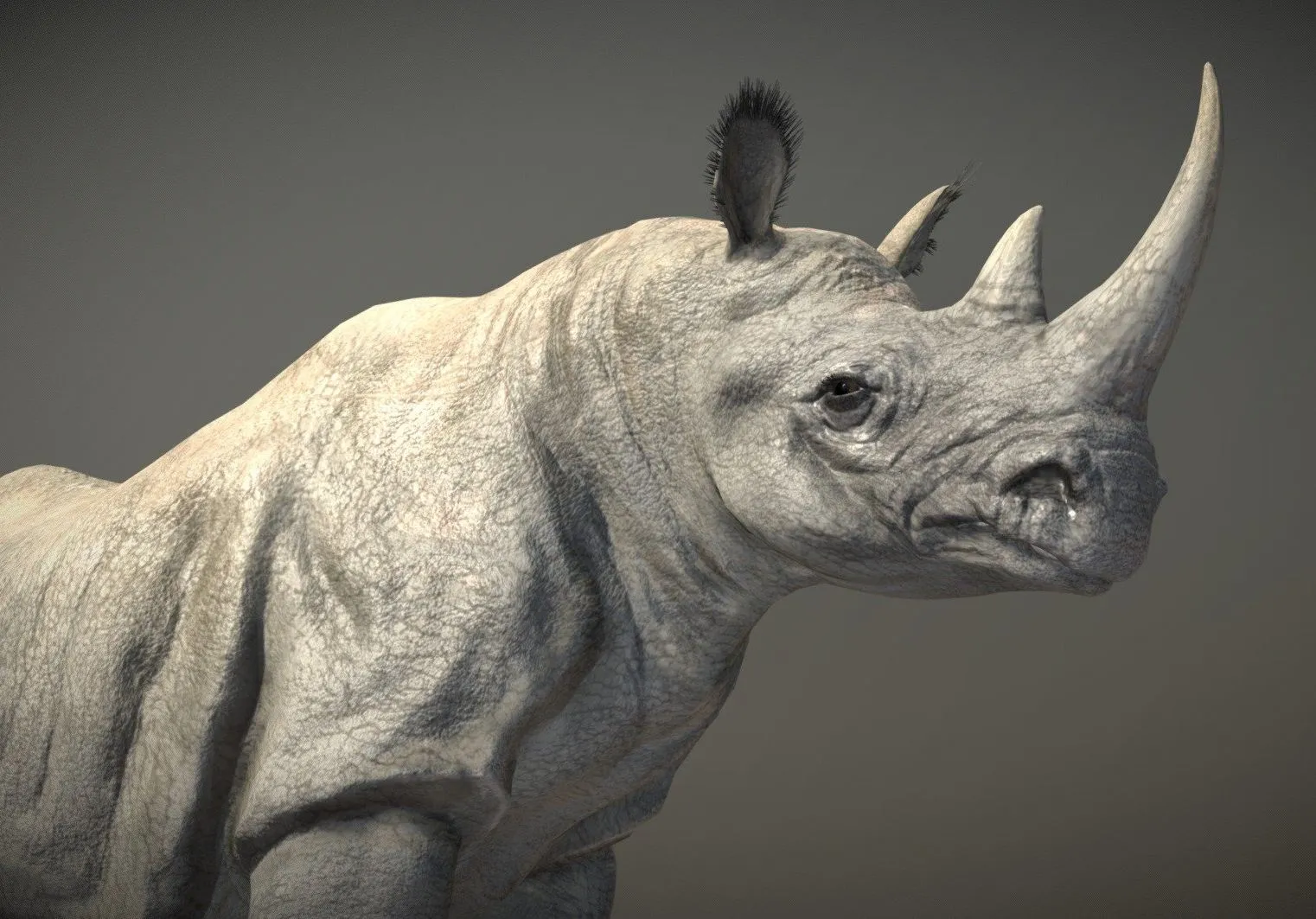PBR Game 3D Models – Black Rhinoceros