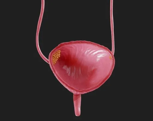 PBR Game 3D Models – Bladder Cancer Anatomy