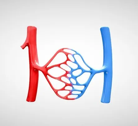 PBR Game 3D Models – Blood Vessel Anatomy