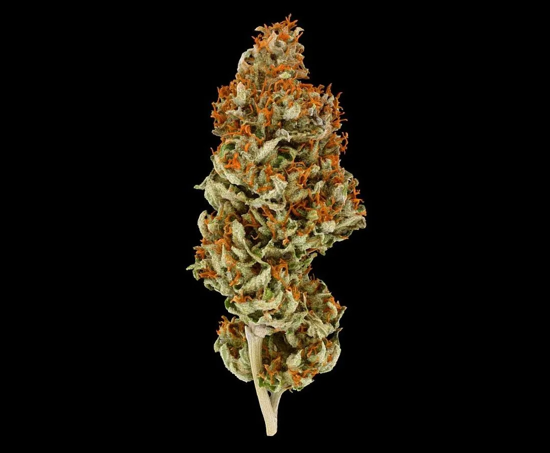 PBR Game 3D Models – Bongi Cannabis Model