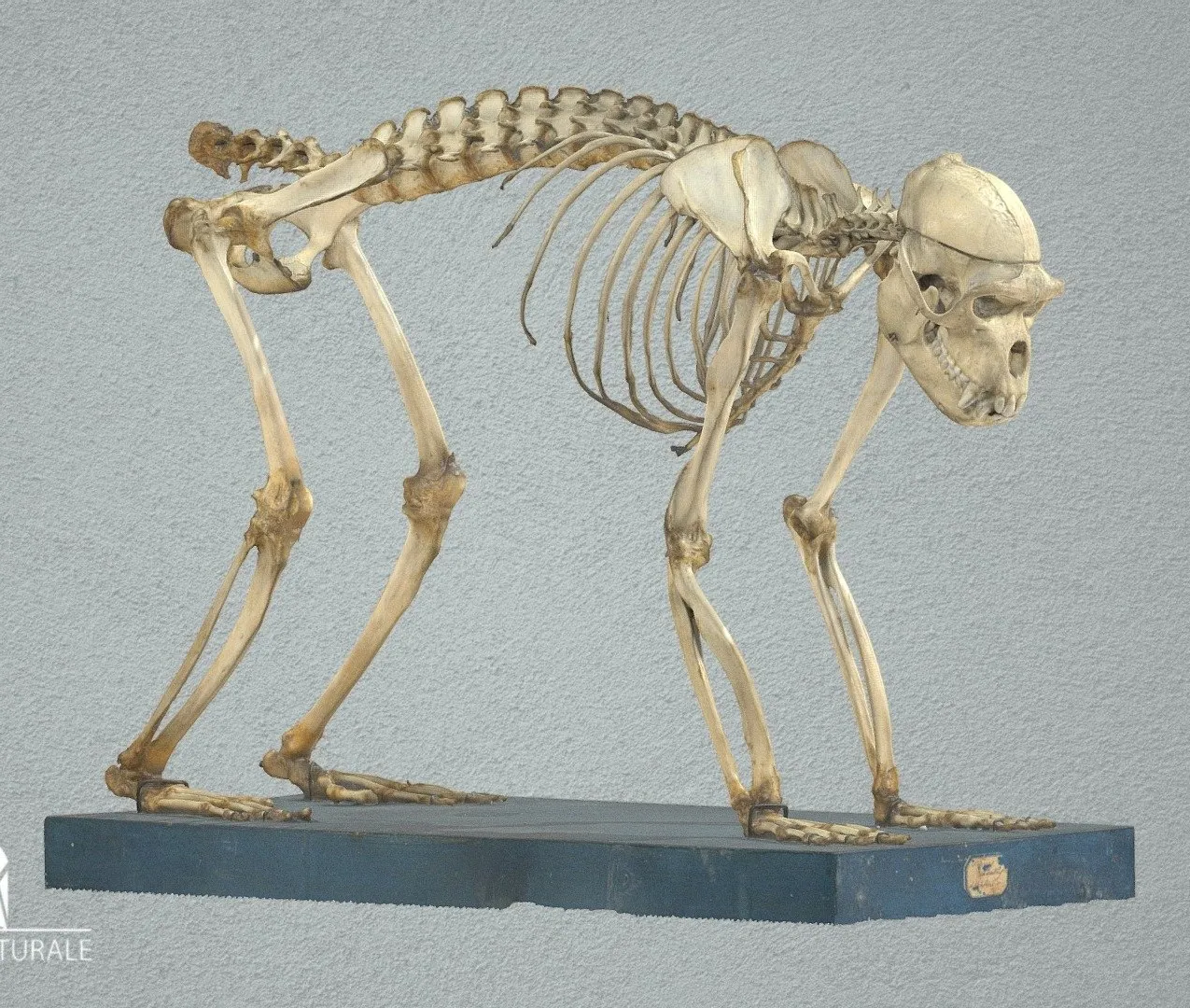 PBR Game 3D Models – Bonnet Macaque