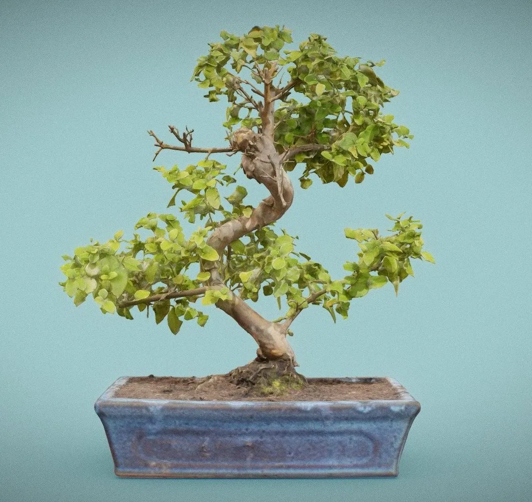 PBR Game 3D Models – Bonsai 6