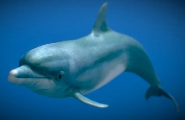 PBR Game 3D Models – Bottlenose Dolphin