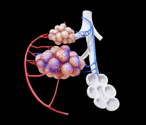 PBR Game 3D Models – Bronchioles And Alveoli Anatomy