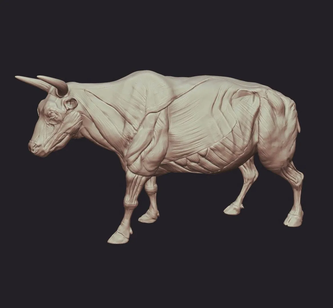 PBR Game 3D Models – Bull Anatomy