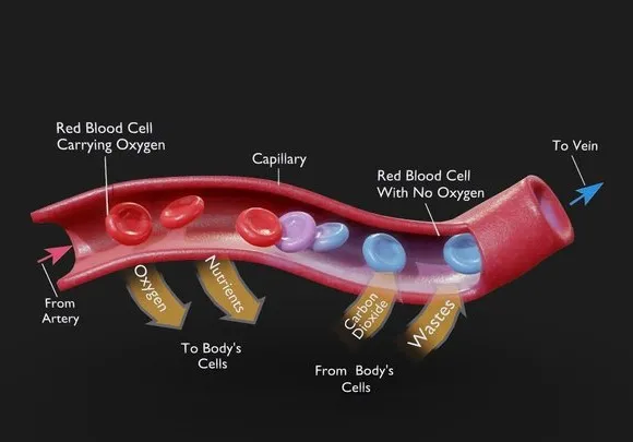 PBR Game 3D Models – Capillary Cross Section