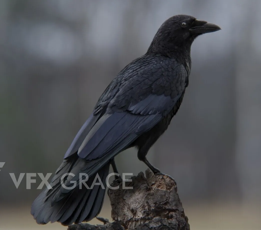 PBR Game 3D Models – Carrion Crow Animation