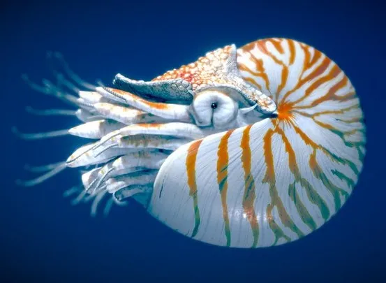 PBR Game 3D Models – Chambered Nautilus