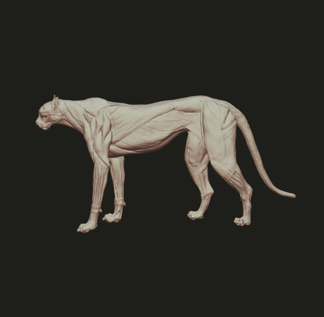 PBR Game 3D Models – Cheetah Anatomy