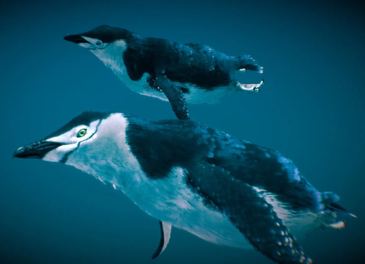 PBR Game 3D Models – Chinstrap Penguin ( Underwater )