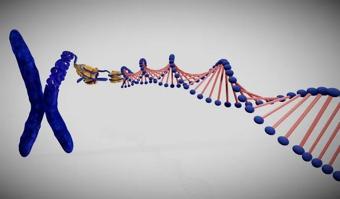 PBR Game 3D Models – Chromosome Structure