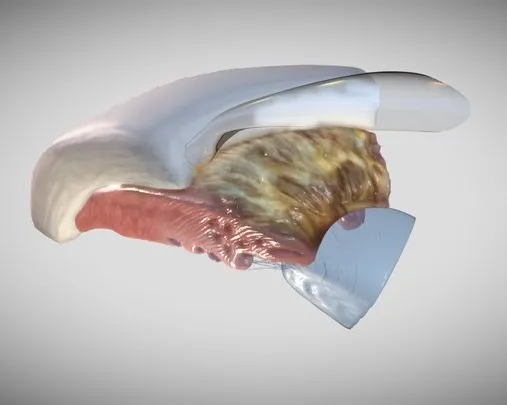 PBR Game 3D Models – Ciliary Body