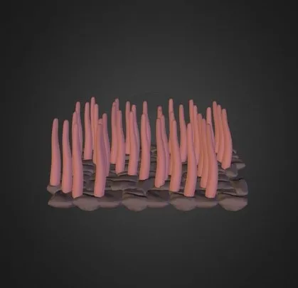 PBR Game 3D Models – Ciliated Epithelium