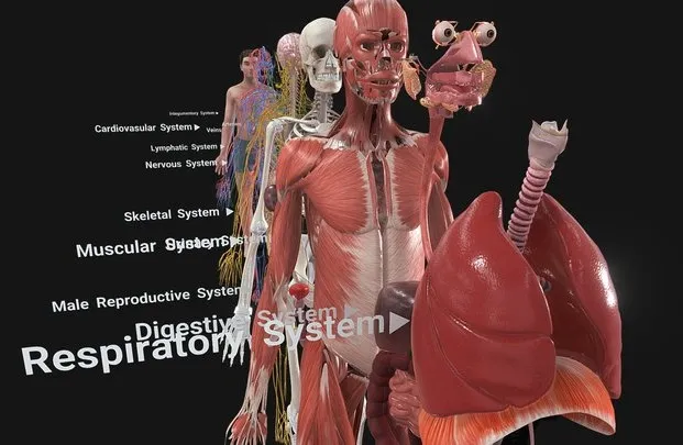 PBR Game 3D Models – Complete Human Anatomy
