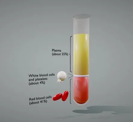 PBR Game 3D Models – Composition Of Whole Blood