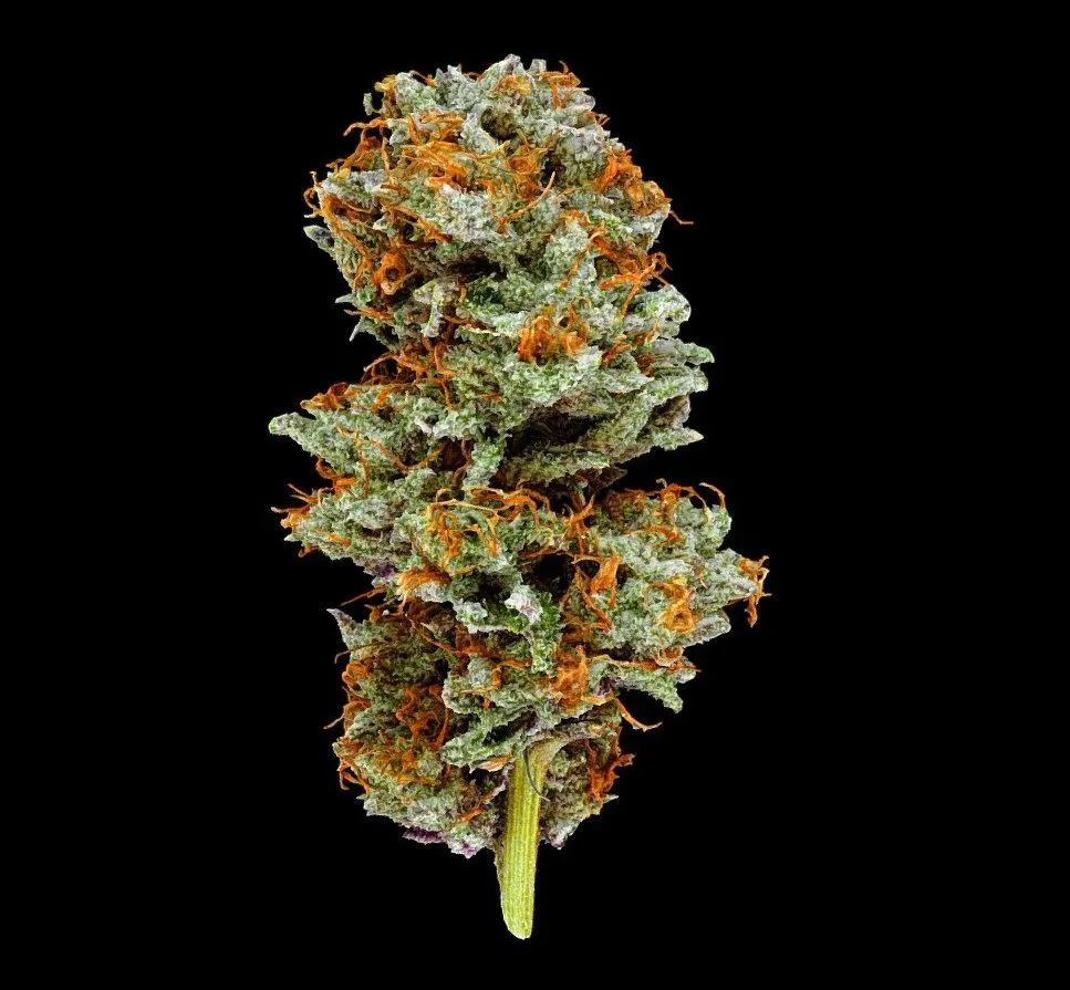 PBR Game 3D Models – Cookies Cream Cannabis Model