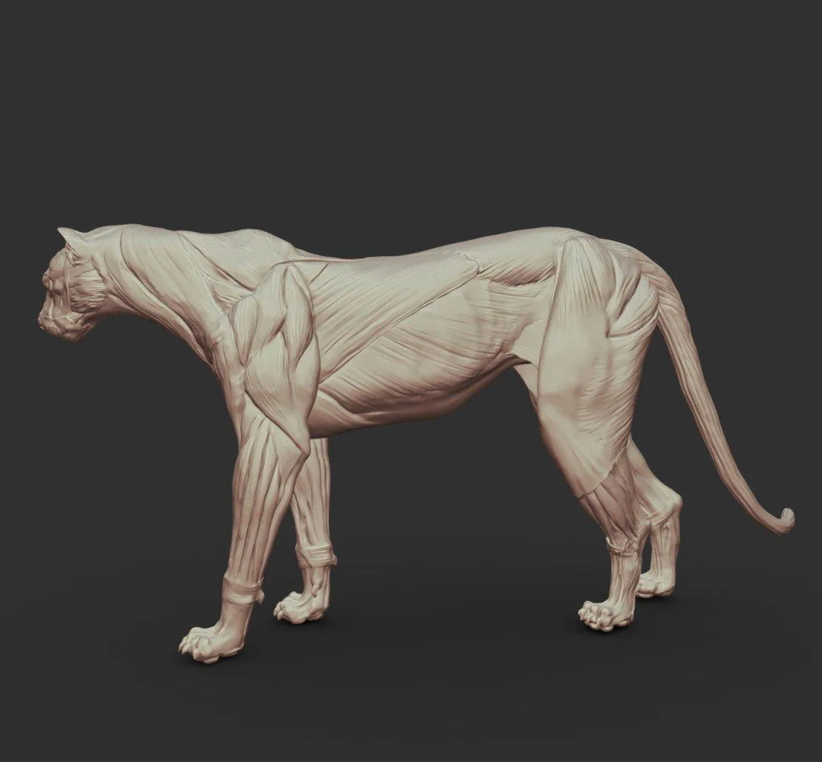 PBR Game 3D Models – Cougar Anatomy