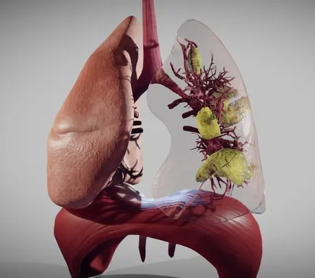 PBR Game 3D Models – Covid 19 Patient’s Lungs Version1 (Animated)