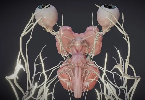 PBR Game 3D Models – Cranial Nerves And Brain Stem