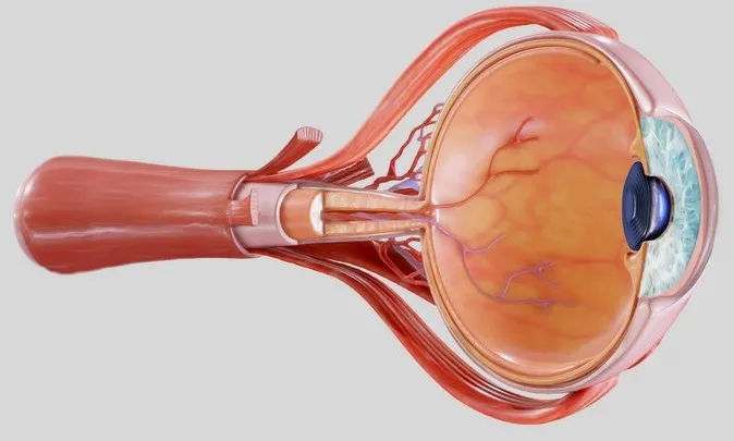 PBR Game 3D Models – Cross Section Eye Anatomy