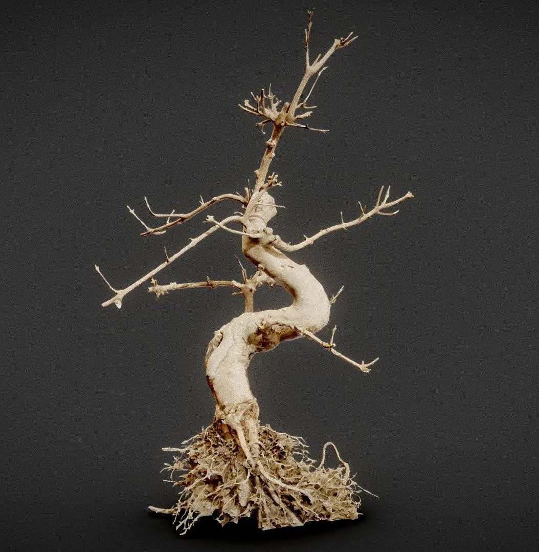 PBR Game 3D Models – Dead Bonsai 6
