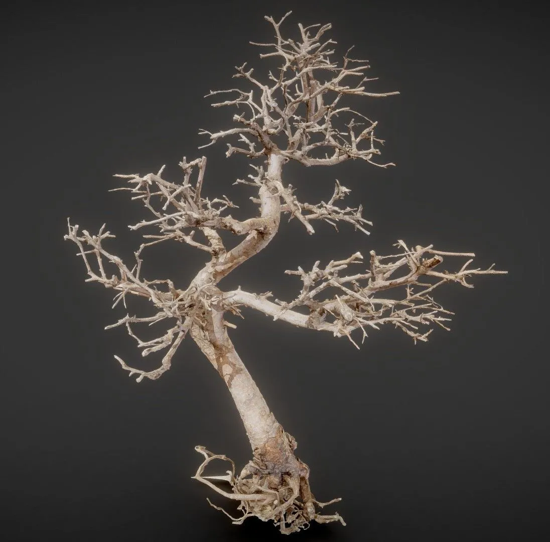 PBR Game 3D Models – Dead Bonsai 9