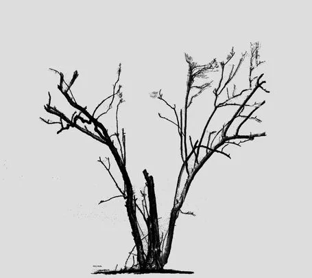 PBR Game 3D Models – Dead Mangrove Tree
