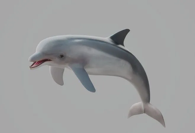 PBR Game 3D Models – Dolphin