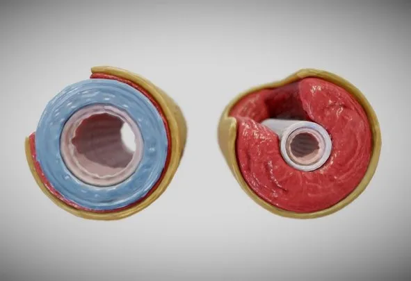 PBR Game 3D Models – Elastic Vs Muscular Artery (Animated)