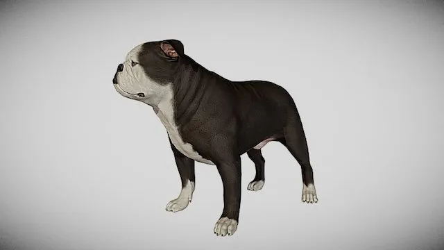 PBR Game 3D Models – English Bulldog