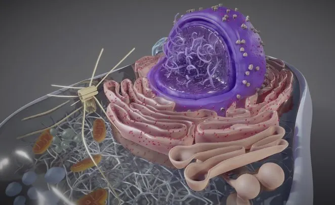 PBR Game 3D Models – Eukaryotic Cell Cross Section