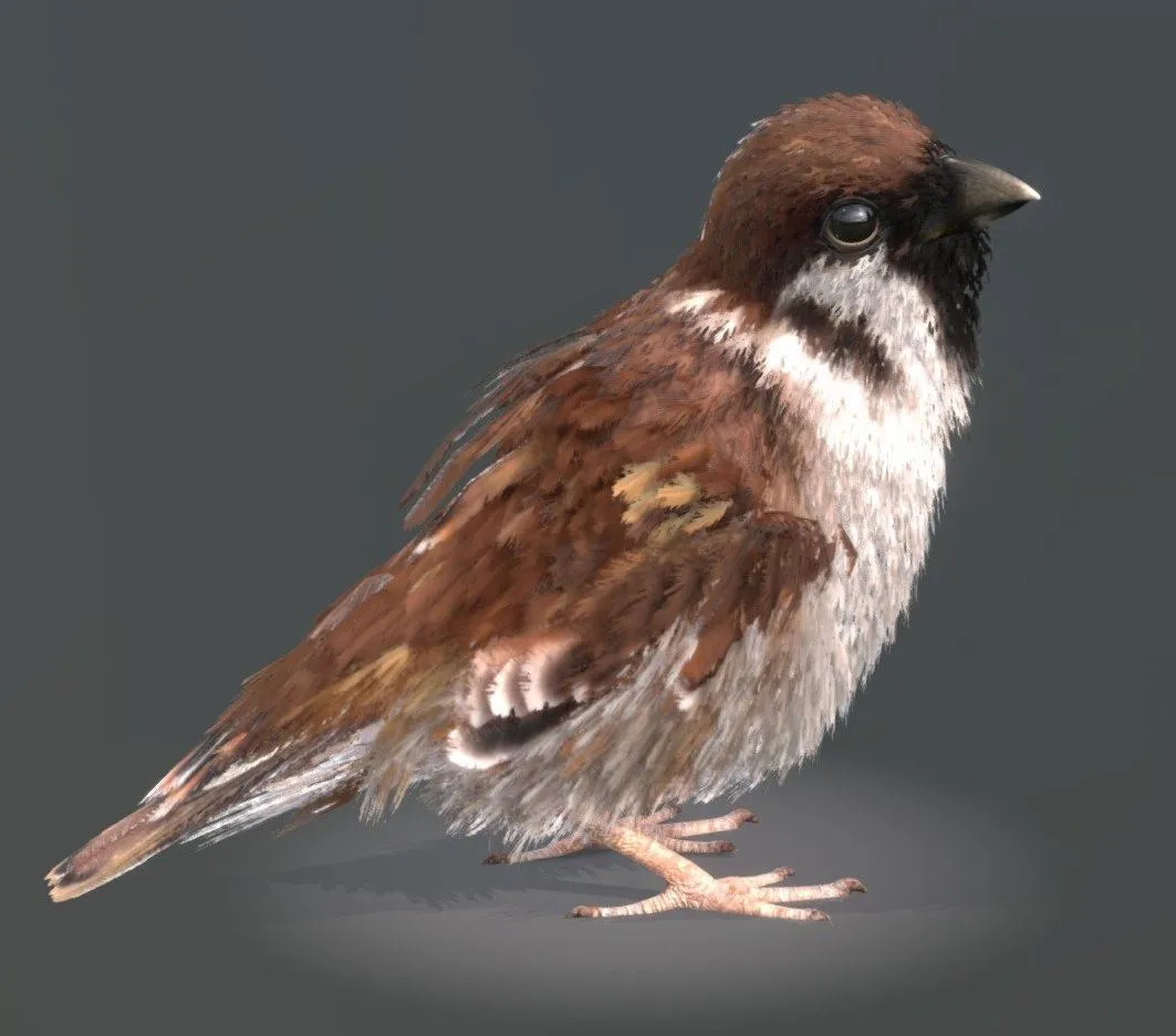 PBR Game 3D Models – Eurasian Tree Sparrow